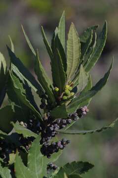 Image of Lance-leaved waxberry