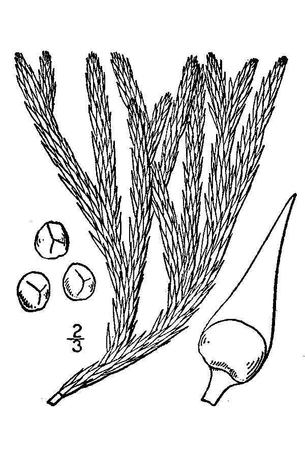 Huperzia selago (rights holder: "<a href=""http://www.knps.org"">Kentucky Native Plant Society</a>. Scanned by <a href=""http://www.omnitekinc.com/"">Omnitek Inc</a>.")