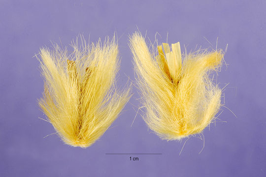 Image of lygeum