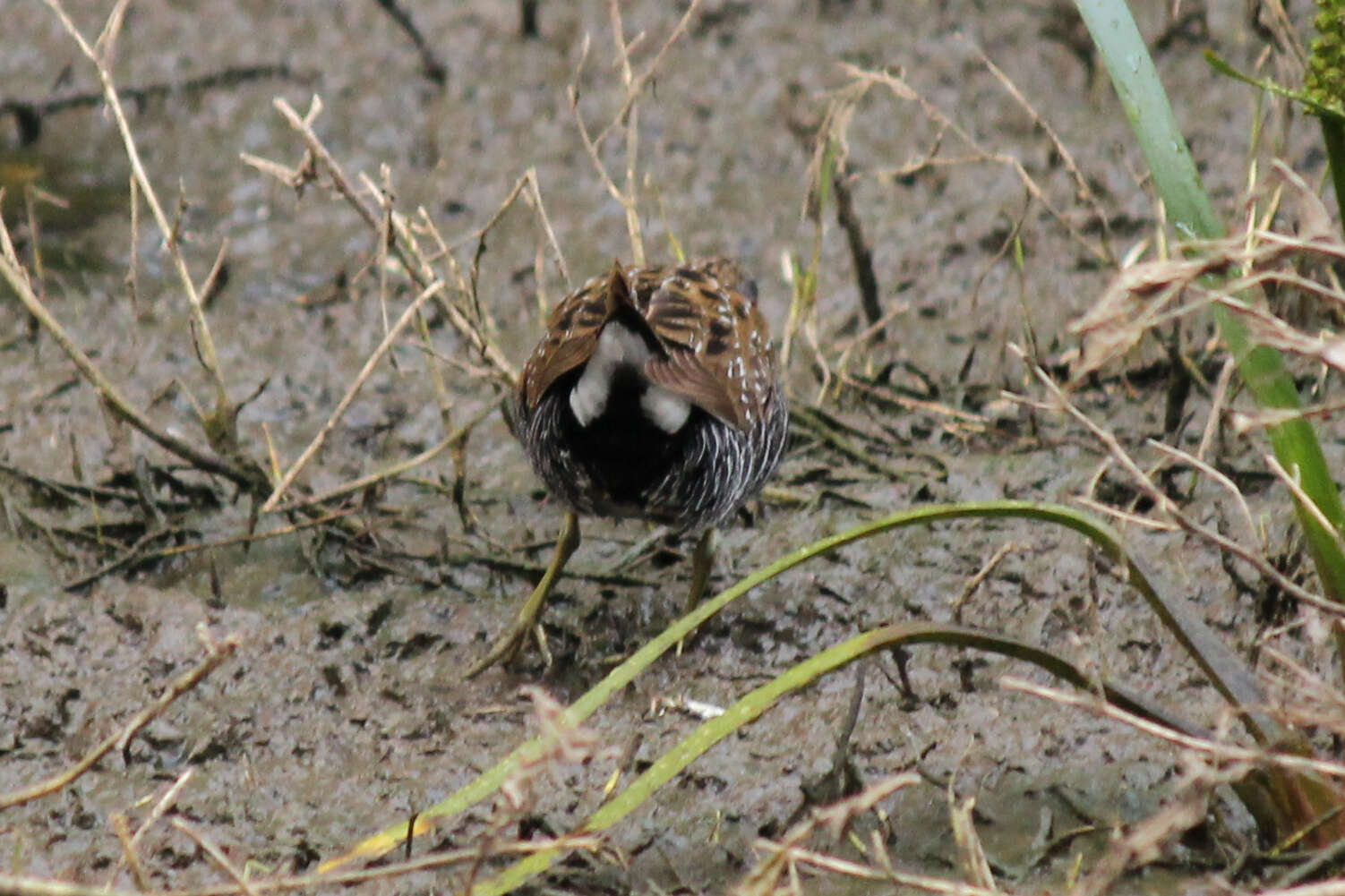 Image of Australian Crake