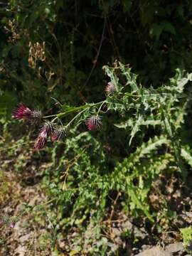 Plancia ëd Ptilostemon strictus (Ten.) W. Greuter