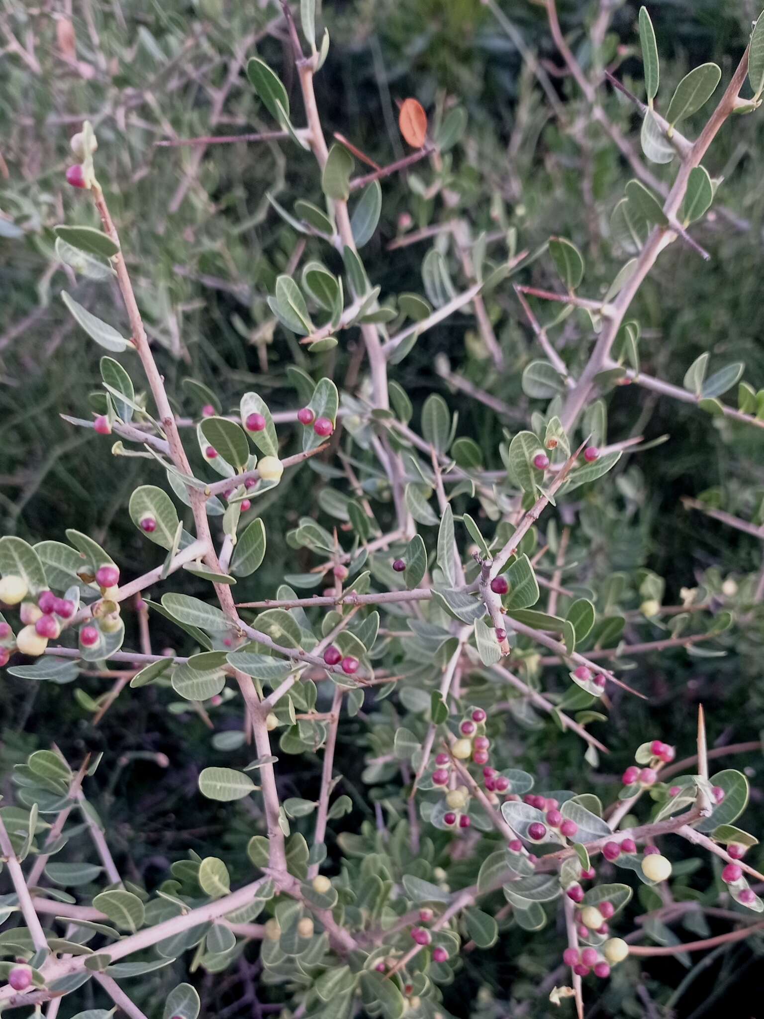 Image of Schinus engleri F. A. Barkley