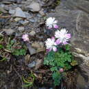 Imagem de Thalictrum rubescens Ohwi