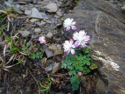 Image of Thalictrum rubescens Ohwi