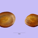 Image of littleleaf false tamarind