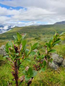 Image of myrtle willow