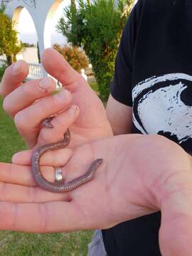 Image of Iberian Worm Lizard