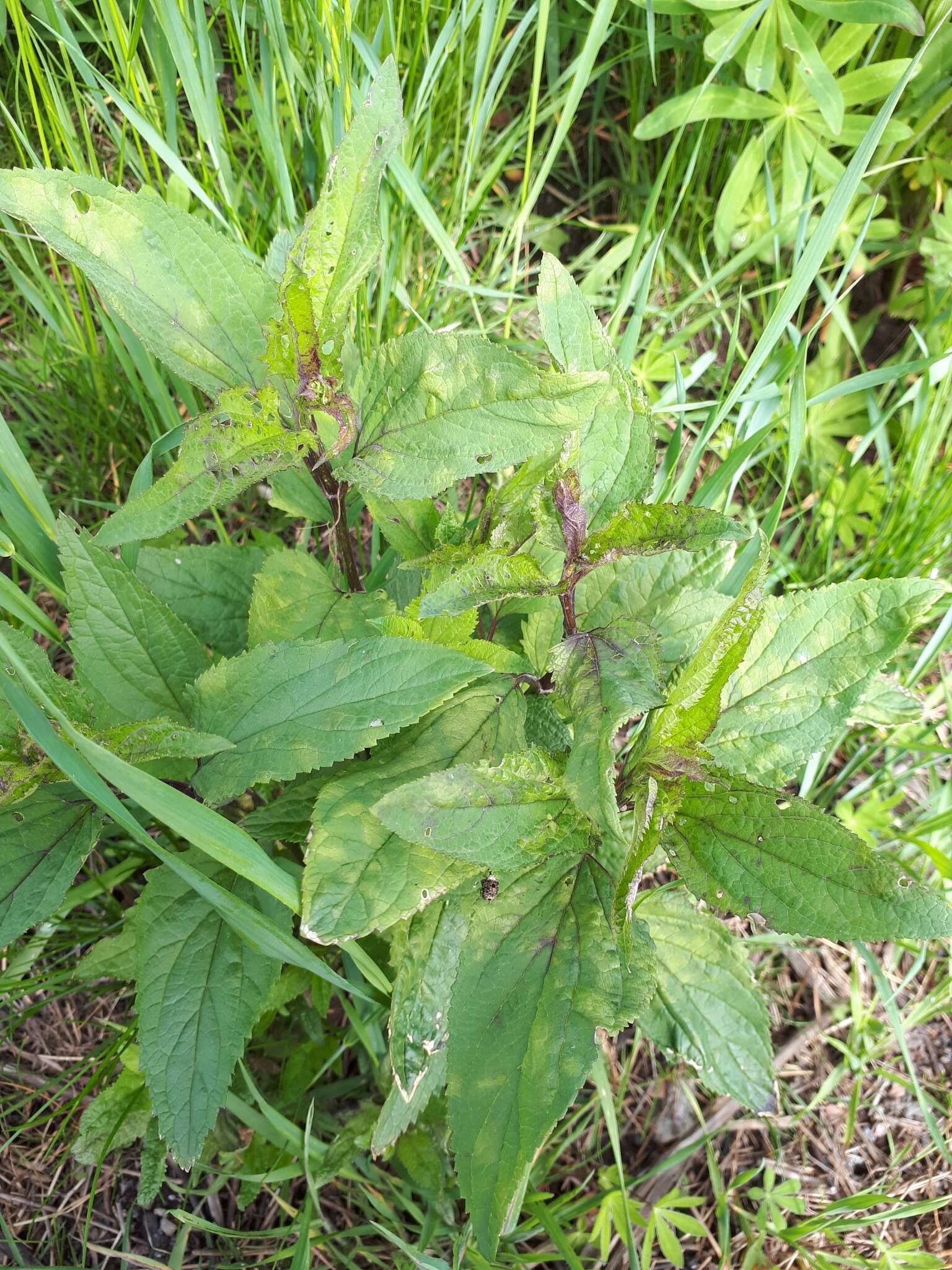 Peronospora sordida resmi