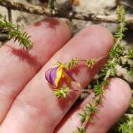 Слика од Aspalathus retroflexa subsp. bicolor (Eckl. & Zeyh.) R. Dahlgren