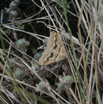 Image of Rhodostrophia jacularia