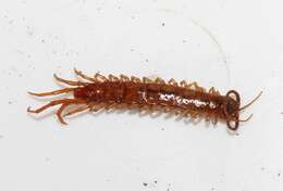 Plancia ëd Lithobius nigripalpis L. Koch 1867