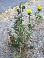 Image of Entire-leaved Gumweed