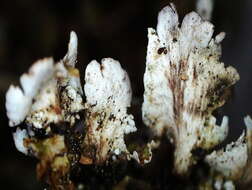 Image of largeleaf cup lichen