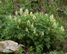 Plancia ëd Pseudofumaria alba (Mill.) Lidén