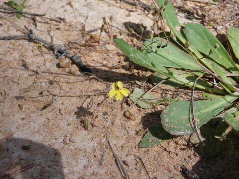 Imagem de Goodenia mystrophylla