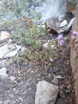 Image of Pelargonium englerianum Knuth