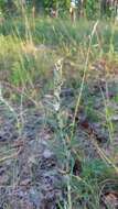 Image of heath cudweed