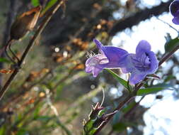 Penstemon leonensis Straw的圖片