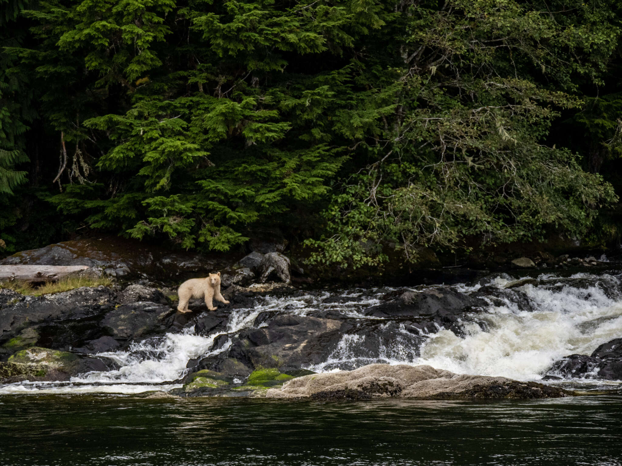 Image of Kermode bear