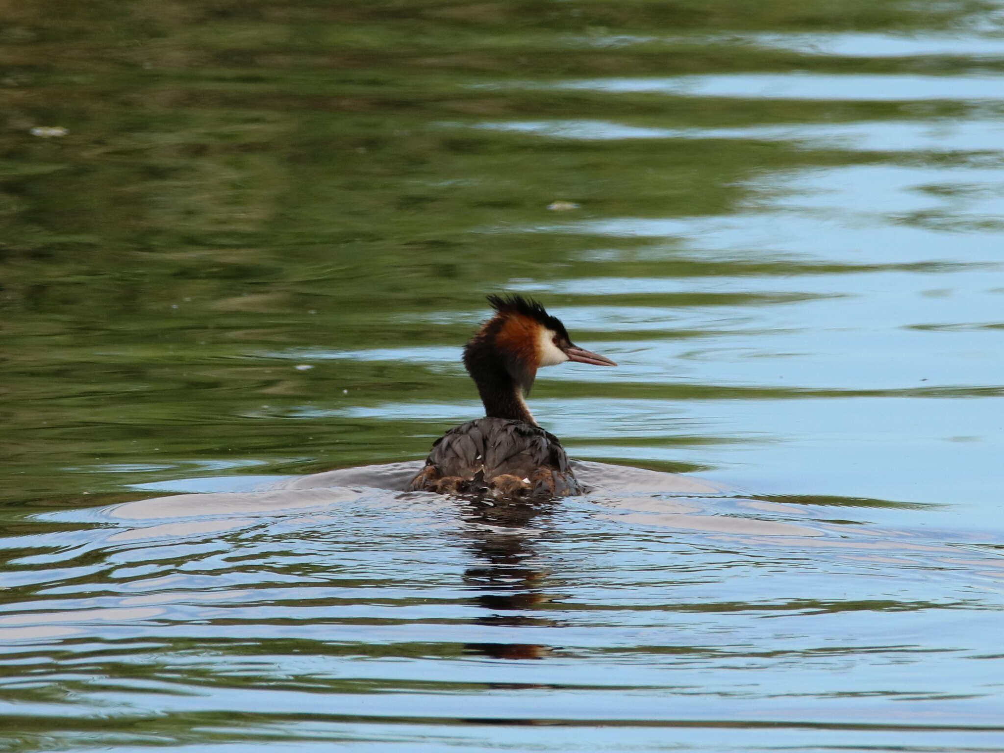 Image of Podiceps Latham 1787