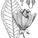 Image of Magnolia fraseri Walter