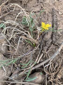 Image of Spellenberg's springparsley