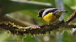 Image of Tawny-capped Euphonia