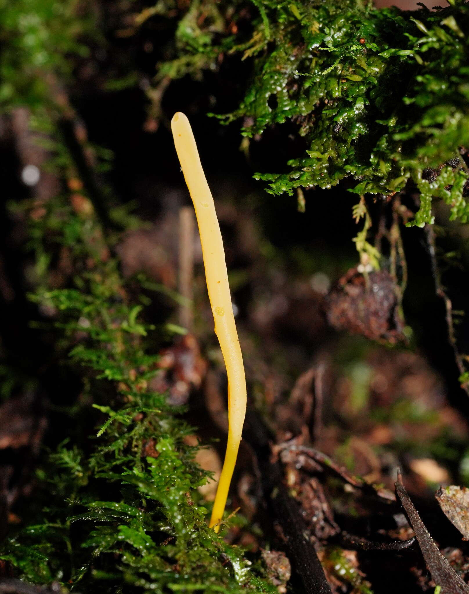 Image of Ramariopsis simplex R. H. Petersen 1988