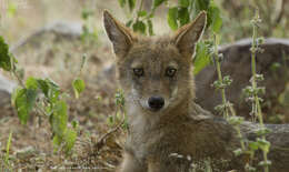 Image of Indian jackal