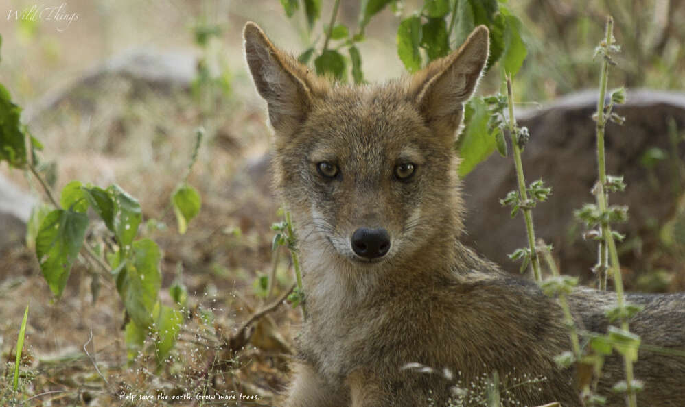 Слика од Canis aureus indicus Hodgson 1833