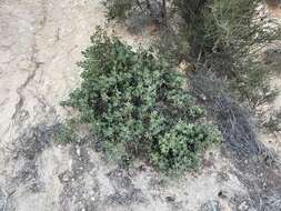 Imagem de Arctostaphylos glandulosa subsp. mollis (J. E. Adams) P. V. Wells