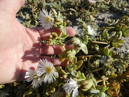 Image of Mesembryanthemum pallens subsp. pallens