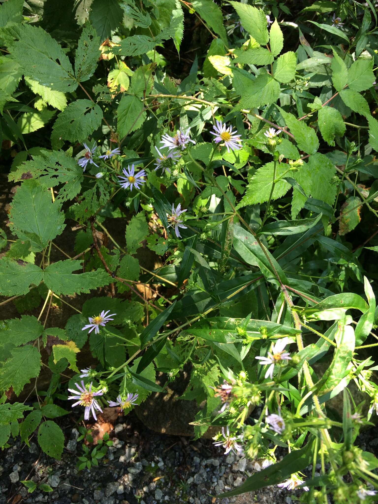 Image de Symphyotrichum puniceum (L.) A. Löve & D. Löve