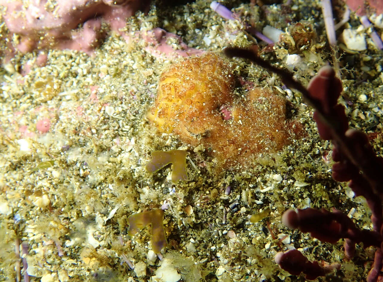 Image of orange rough ball horny sponge