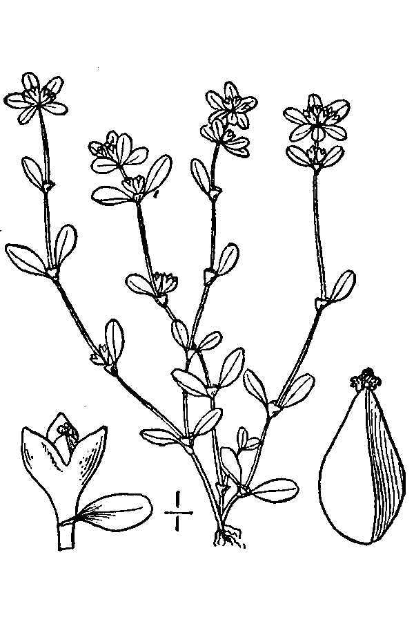 Koenigia islandica (rights holder: "<a href=""http://www.knps.org"">Kentucky Native Plant Society</a>. Scanned by <a href=""http://www.omnitekinc.com/"">Omnitek Inc</a>.")