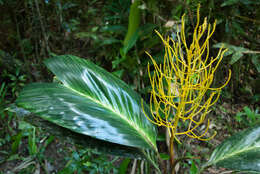 Image of Dypsis metallica Rakotoarin. & J. Dransf.