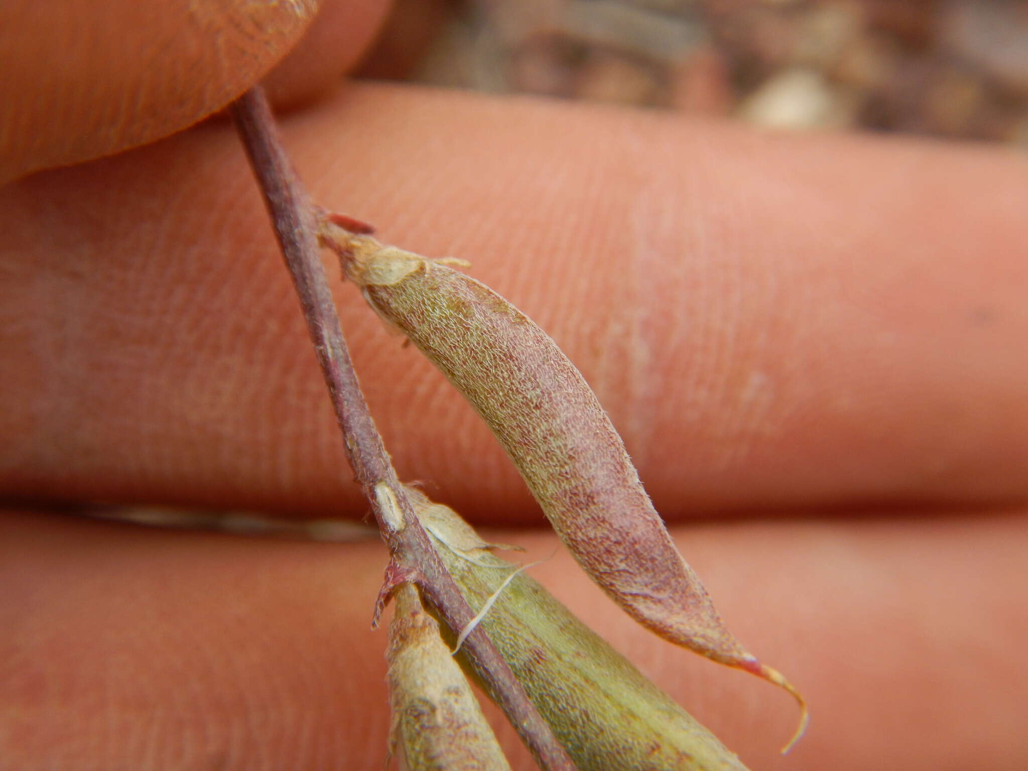 Sivun Astragalus obscurus S. Wats. kuva