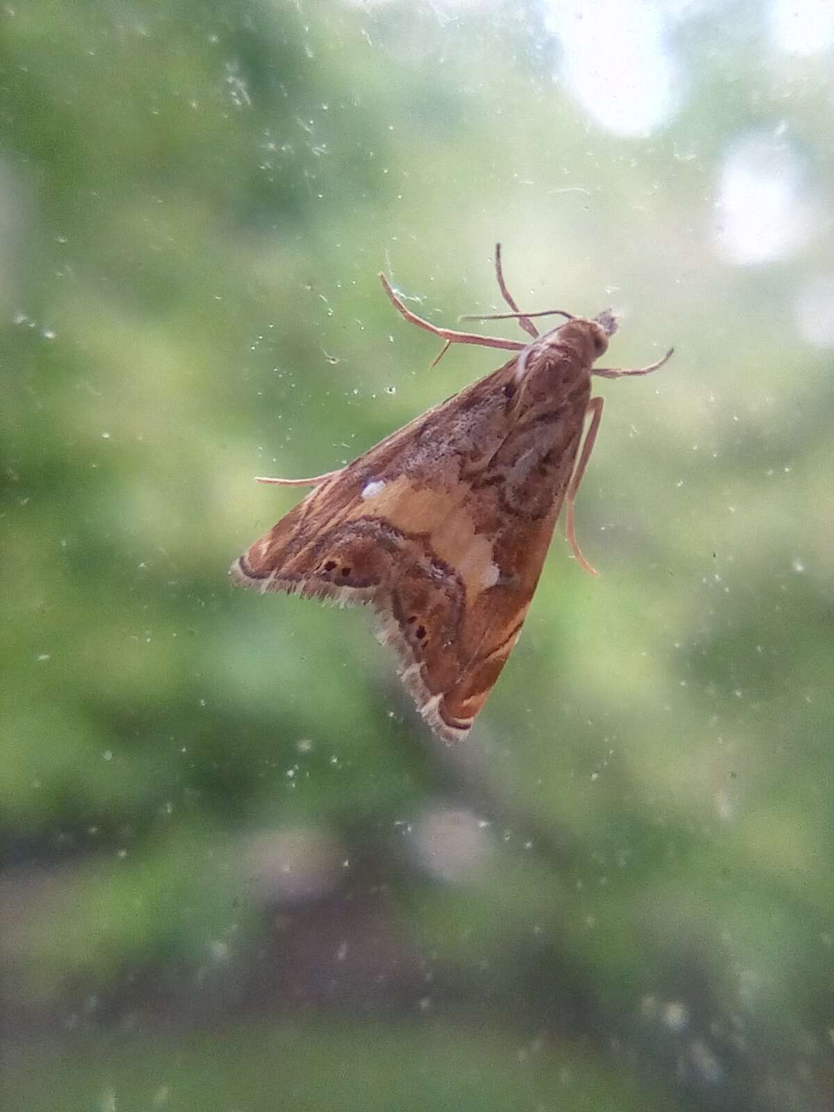 Слика од <i>Glaucocharis chrysochyta</i>