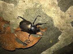 Image of Chalcosoma atlas keyboh Nagai 2004