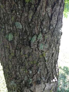 Image of American Sweetgum