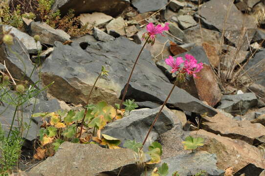 Imagem de Pelargonium endlicherianum Fenzl