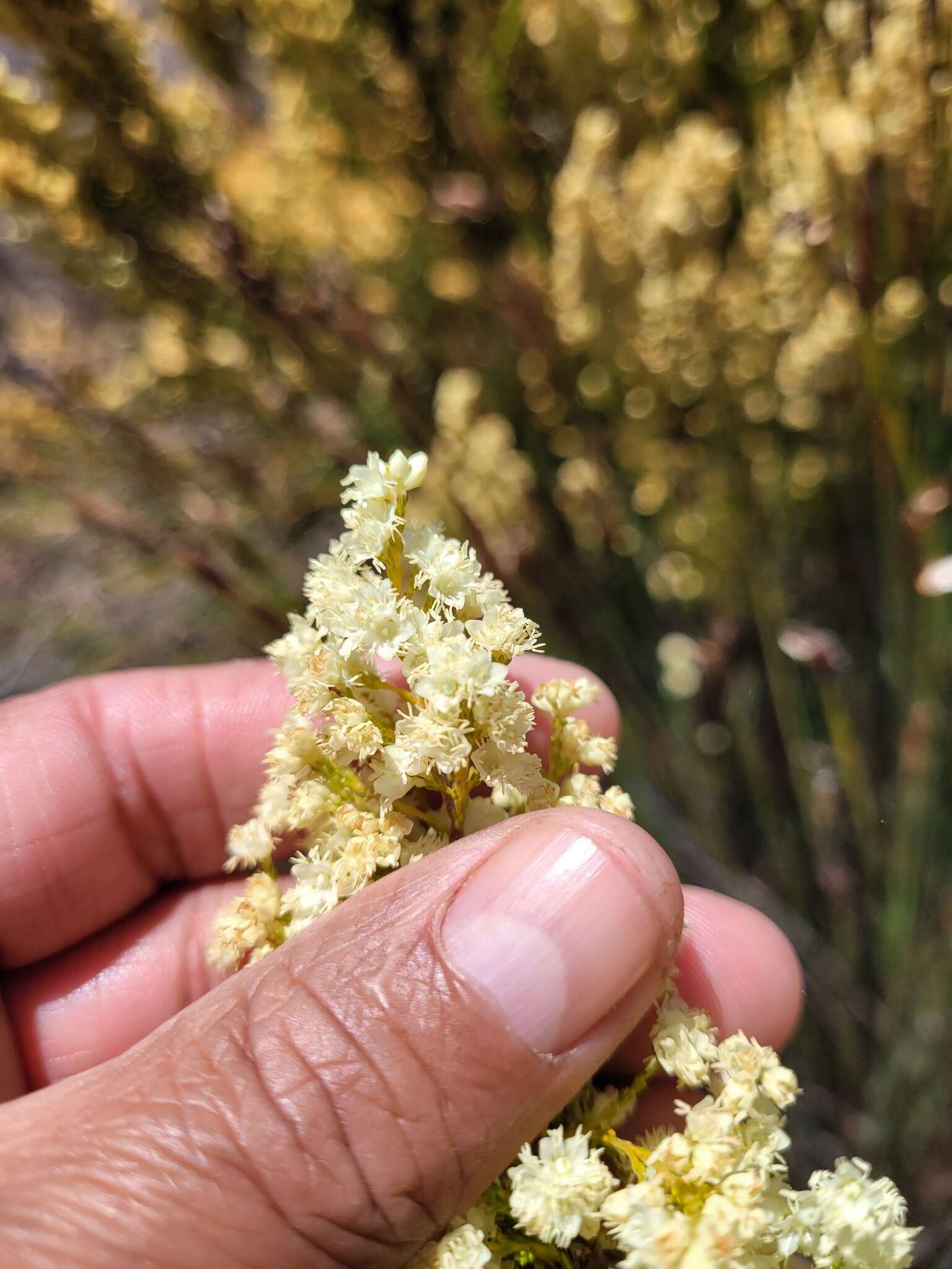 Image of Erica leucanthera L. fil.