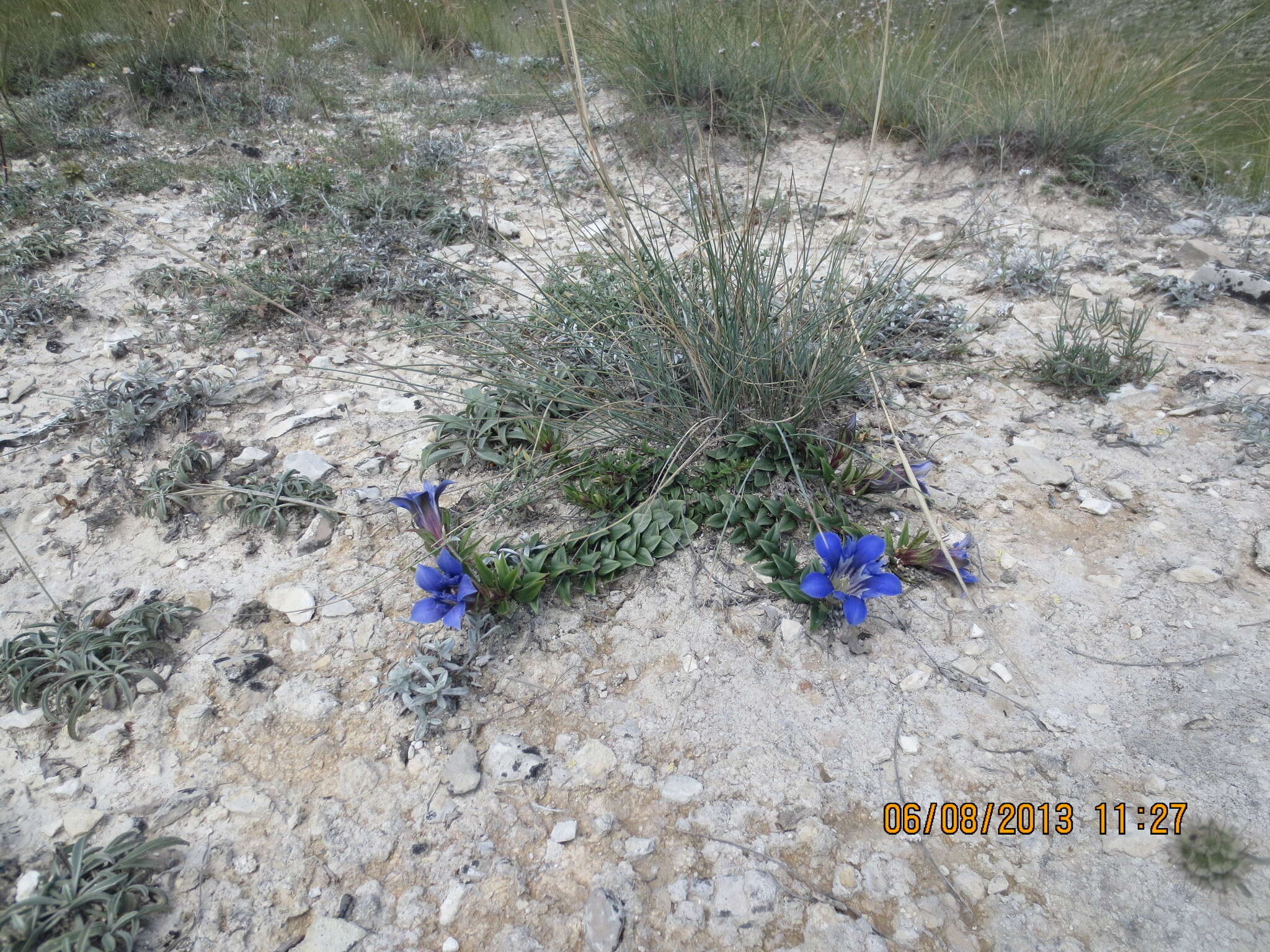 Image of Gentiana septemfida subsp. grossheimii (Doluch.) J. J. Halda