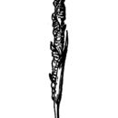 Image of wrinkled jointtail grass
