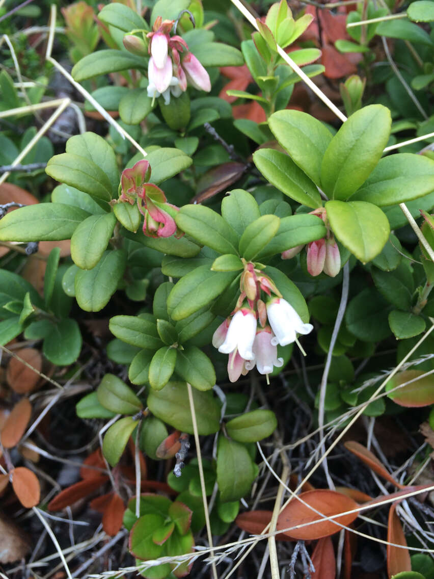 Image of lingonberry