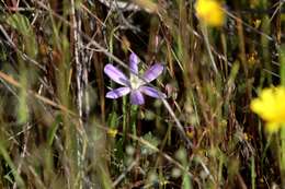 Sivun Brodiaea nana Hoover kuva