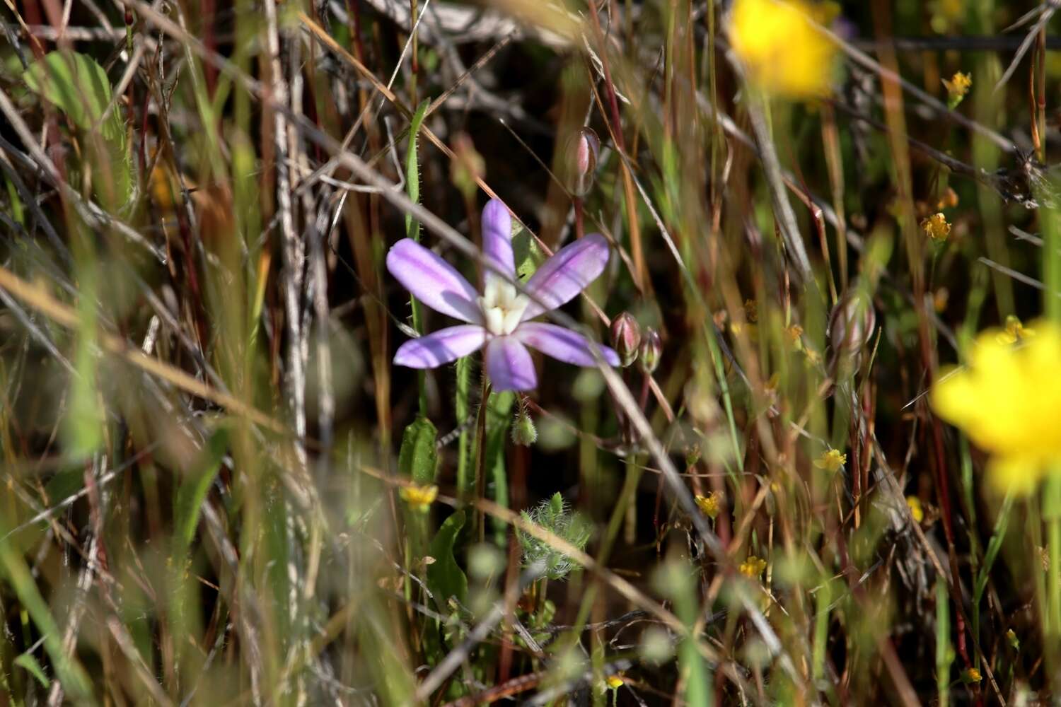 Sivun Brodiaea nana Hoover kuva