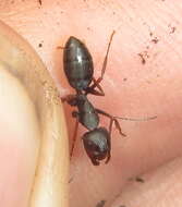 Image of Camponotus tauricollis Forel 1894