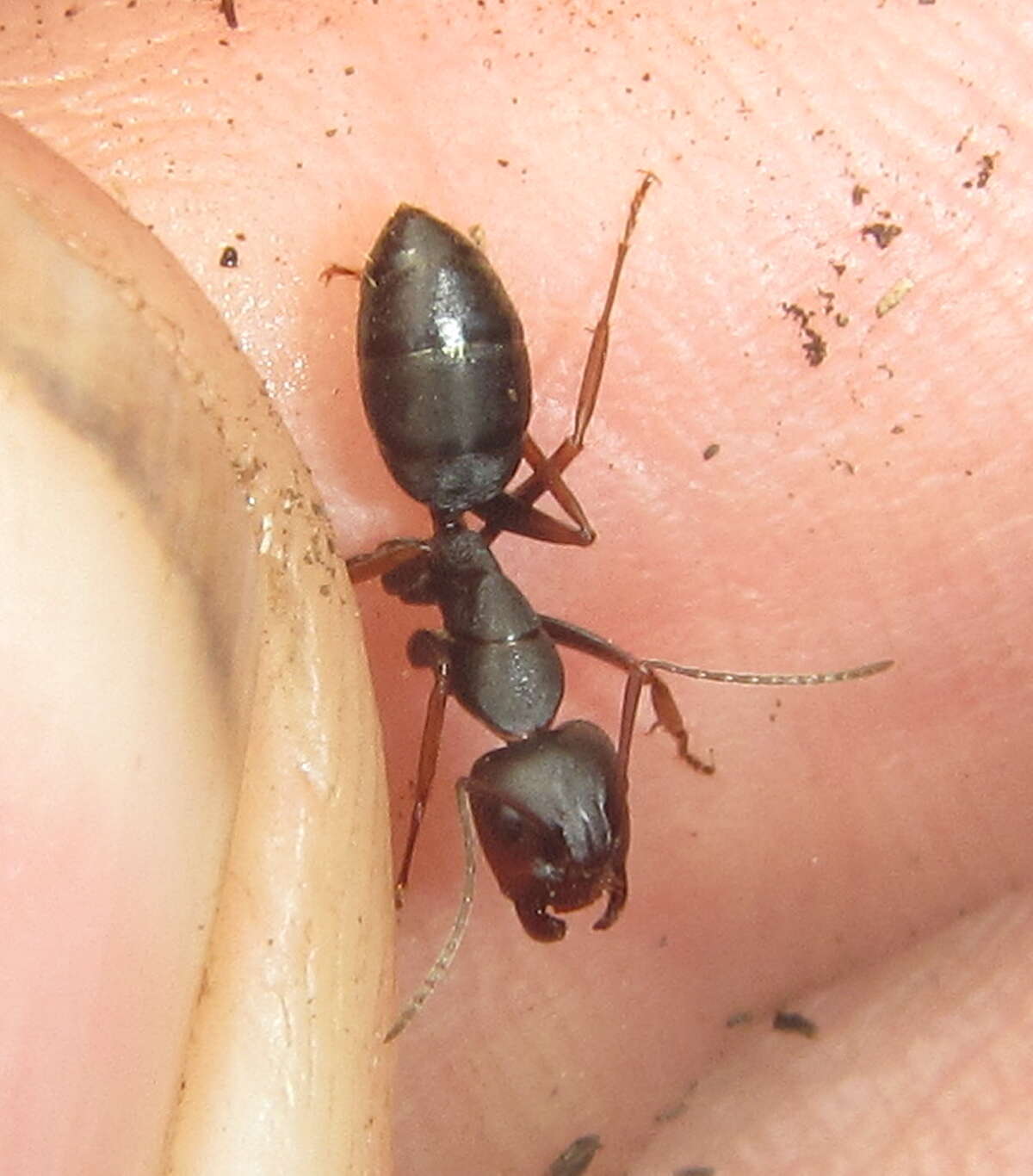 Image of Camponotus tauricollis Forel 1894