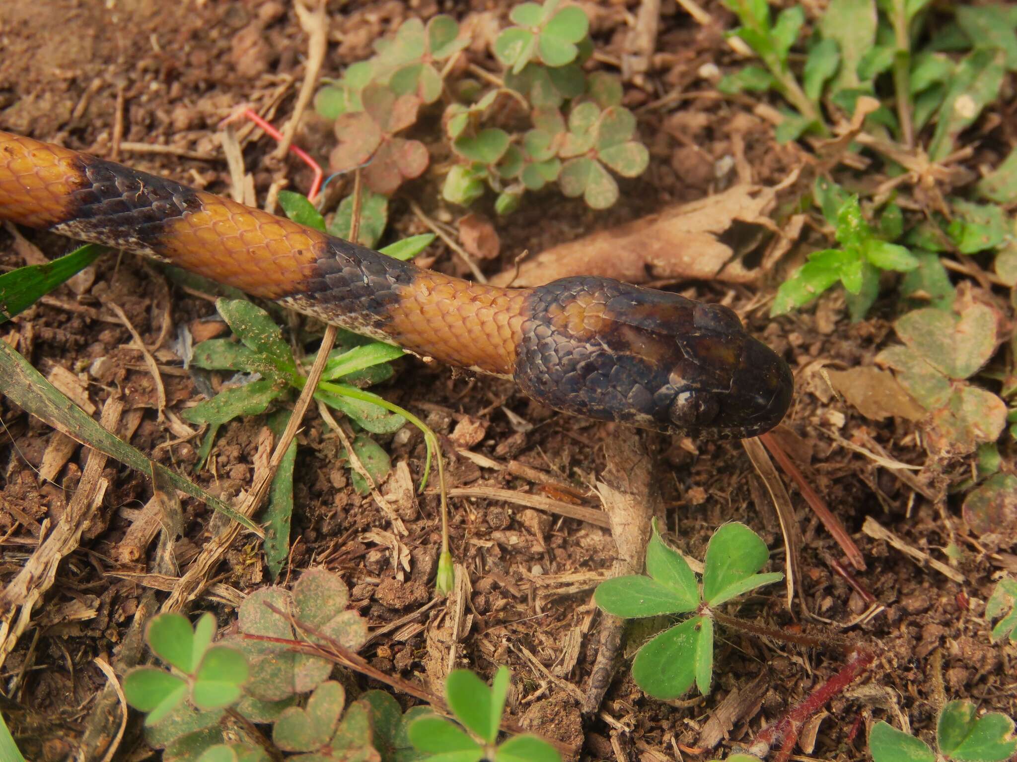Image of Slender Snail Sucker